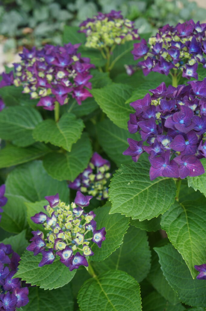 タンザナイトのようなブルーの紫陽花たちが咲きました♪